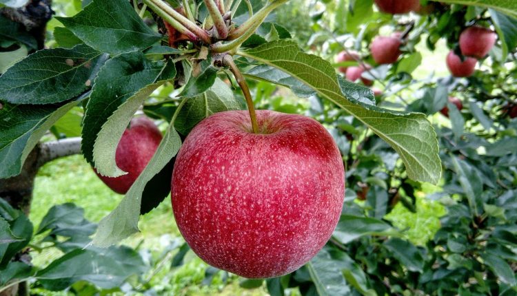 Arbuștii fructiferi