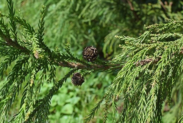 conifer decorativ